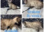 Graham - Bengal Kitten For Sale - ME&comma; US