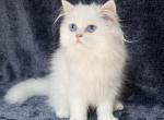 Blue - Persian Kitten For Sale - Mansfield&comma; TX&comma; US