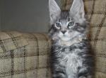 Big Silver Boys - Maine Coon Kitten For Sale - Souderton&comma; PA&comma; US