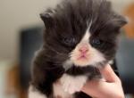 Jay Jay - Persian Kitten For Sale - Westland&comma; MI&comma; US