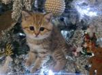 Lola - Scottish Straight Kitten For Sale - Naperville&comma; IL&comma; US