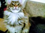 Mercedes - Maine Coon Kitten For Sale - 