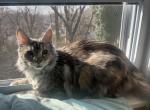 Purebred Maine coon kittens Cleopatra - Maine Coon Cat For Sale - St&period; Louis&comma; MO&comma; US