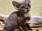Devon Rex Blue with White - Devon Rex Kitten For Sale - Hollywood&comma; FL&comma; US