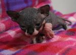 SGG Sphynx Cattery Chloe reserved - Sphynx Kitten For Sale - WI&comma; US