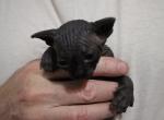 SGG Sphynx Cattery Cassie Sold - Sphynx Kitten For Sale - WI&comma; US