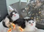 Milo - Domestic Kitten For Sale - Brogueville&comma; PA&comma; US