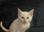 Male Flame Point - Siamese Kitten For Sale - Bridgeport&comma; CT&comma; US