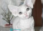 Crystal - Devon Rex Kitten For Sale - Norwalk&comma; CT&comma; US