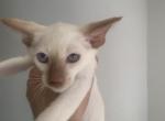 Thor - Oriental Cat For Sale - Worcester&comma; MA&comma; US