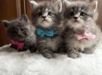 Maine Coon - Maine Coon Kitten For Sale - Hainesville&comma; IL&comma; US