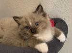 Seal Mink Mitted with a blaze - Ragdoll Kitten For Sale - Amarillo&comma; TX&comma; US