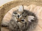 Brown Mackerel Tabby Siberian Kitten Red Male - Siberian Kitten For Sale - Orlando&comma; FL&comma; US