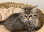 Brown Mackerel Tabby Siberian Kitten Yellow Female - Siberian Kitten For Sale - Orlando&comma; FL&comma; US