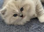 Lala - Ragdoll Kitten For Sale - San Diego&comma; CA&comma; US