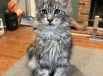 Clover polydactyl black silver tabby - Maine Coon Kitten For Sale - Villa Rica&comma; GA&comma; US