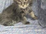 Mainecoon4 pending - Maine Coon Kitten For Sale - West Lafayette&comma; OH&comma; US