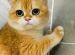 Villa - British Shorthair Kitten For Sale - Los Angeles&comma; CA&comma; US