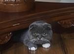Scott - Scottish Fold Kitten For Sale - Clackamas&comma; OR&comma; US