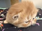 Exotic solid red kitten - Exotic Kitten For Sale - Palm Coast&comma; FL&comma; US