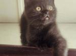 Zack - Scottish Straight Kitten For Sale - Copperas Cove&comma; TX&comma; US