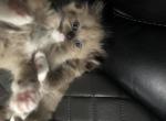 Brownie - Ragdoll Cat For Sale - 