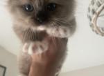 Luna 5 - Ragdoll Kitten For Sale - Raleigh&comma; NC&comma; US