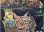 Volt - Bengal Cat For Sale - 