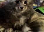 Donner - Maine Coon Kitten For Sale - Bechtelsville&comma; PA&comma; US