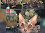 Celeste - Bengal Kitten For Sale - Florence&comma; SC&comma; US