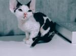 Devon Rex Black Bicolor - Devon Rex Kitten For Sale - Hollywood&comma; FL&comma; US