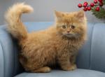 Citrus of RomanovCats - Siberian Kitten For Sale - Ashburn&comma; VA&comma; US