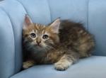 Eagle of RomanovCats - Siberian Kitten For Sale - Ashburn&comma; VA&comma; US