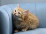 Energy of RomanovCats - Siberian Kitten For Sale - Ashburn&comma; VA&comma; US