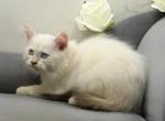 Yaga of RomanovCats - Siberian Kitten For Sale - Ashburn&comma; VA&comma; US