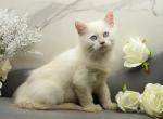 YoMoyo of RomanovCats - Siberian Kitten For Sale - Ashburn&comma; VA&comma; US