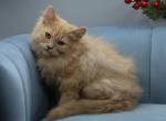 Abba of RomanovCats - Siberian Kitten For Sale - Ashburn&comma; VA&comma; US