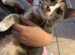 Smoky - Domestic Cat For Adoption - Marietta&comma; GA&comma; US