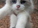 Freya - Ragdoll Cat For Sale - Clifton&comma; NJ&comma; US