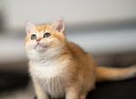 Cam - British Shorthair Kitten For Sale - East Lansing&comma; MI&comma; US