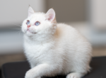 Mr White - British Shorthair Kitten For Sale - East Lansing&comma; MI&comma; US