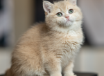 Mr Grey - British Shorthair Kitten For Sale - East Lansing&comma; MI&comma; US