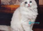 Holly - Ragdoll Kitten For Sale - Norwalk&comma; CT&comma; US