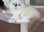 Yoshi - Ragdoll Kitten For Sale - Norwalk&comma; CT&comma; US