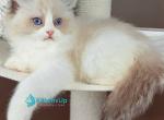 Undina - Ragdoll Kitten For Sale - Norwalk&comma; CT&comma; US