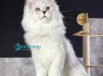 Impresario - Maine Coon Kitten For Sale - Pembroke Pines&comma; FL&comma; US