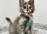 Rozzi - Maine Coon Kitten For Sale - Pembroke Pines&comma; FL&comma; US