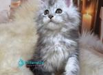 Si si - Maine Coon Kitten For Sale - 