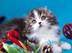 Yves Saint Lauren - Scottish Fold Kitten For Sale - Miami&comma; FL&comma; US