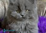 Jupiter - Scottish Straight Kitten For Sale - Hollywood&comma; FL&comma; US